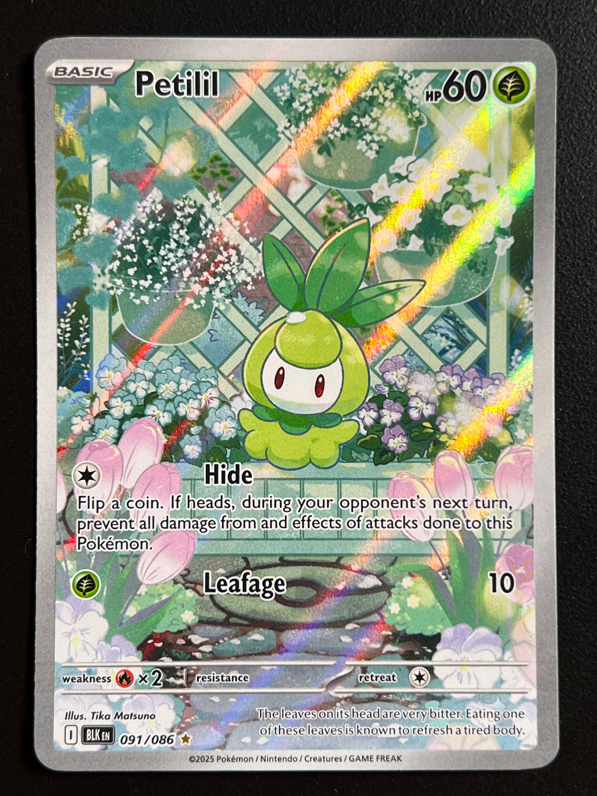 Petilil - 091/086 - SV: Black Bolt (BLK) NM Pokemon